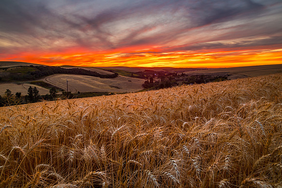 Palouse Sunset